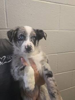 Marble -  Australian Shepherd Dog for Adoption in Sacramento, California - Marble | PetCurious