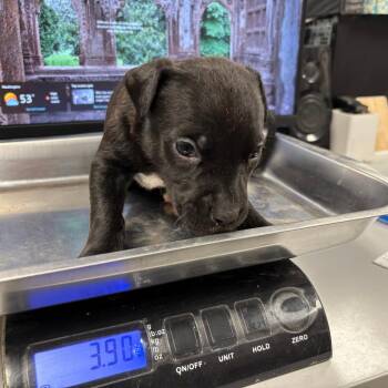 Pit Bull Terrier Dogs Available for Adoption in Saint Joseph, Missouri - Bean (Rook | PetCurious