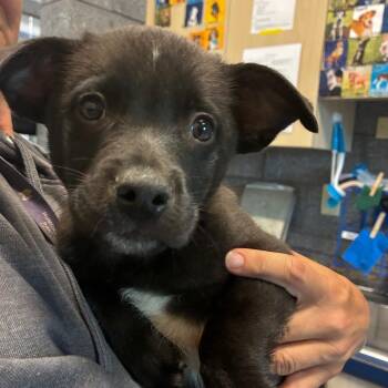 Australian Cattle Dog Blue Heeler and Retriever Dogs Available for Adoption - Revere | PetCurious