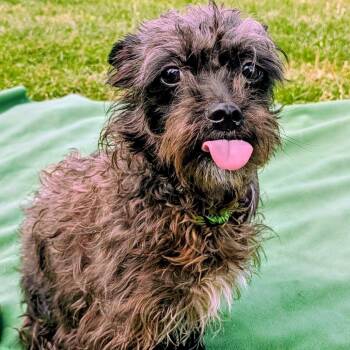 Terrier and Mixed Breed Dogs Available for Adoption - Salem | PetCurious