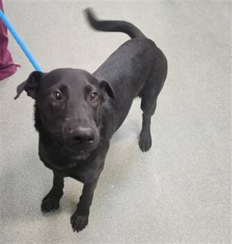A176164 -  Mixed Breed Dog for Adoption in Santa Fe, New Mexico - A176164 | PetCurious