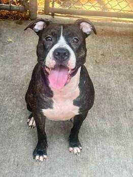 Reese -  Pit Bull Terrier Dog for Adoption in Chicago, Illinois - Reese | PetCurious