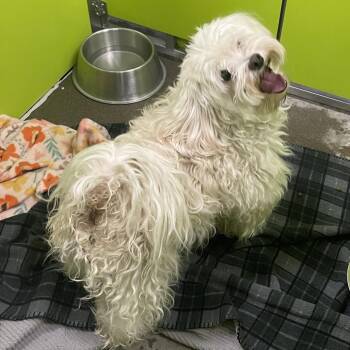 Yancy -  Maltese and Mixed Breed Dog for Adoption in Spokane, Washington - Yancy | PetCurious
