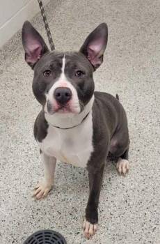 Pit Bull Terrier and Mixed Breed Dogs Available for Adoption in Kansas City, Missouri - Sonar | PetCurious