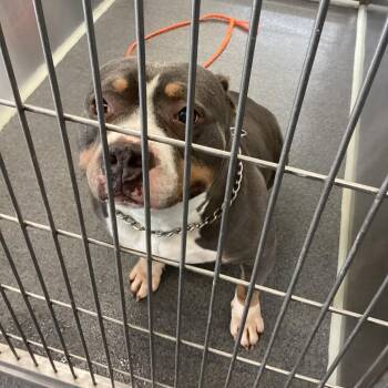 Pepper -  Terrier and Pit Bull Terrier Dog for Adoption in Montgomery, Alabama - Pepper | PetCurious