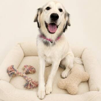 Everest "Evee" -  Great Pyrenees and Husky Dog for Adoption in Redwood Falls, Minnesota - Everest "Evee" | PetCurious