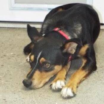 Rescue Hound Dogs for Adoption in Green Valley, Arizona - Whiskey--Adoptable With Bonded Companion, Foxtrot | PetCurious