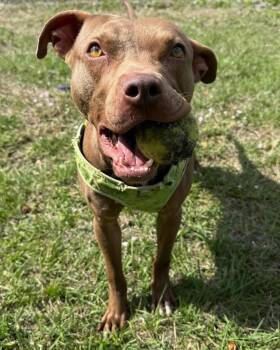 Rescue Pit Bull Terrier and Mixed Breed Dogs for Adoption in Sebastian, Florida - Gatsby | PetCurious