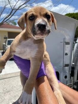 American Bulldog Dogs Available for Adoption in Doral, Florida - EEVEE | PetCurious