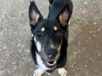 Tommy Pickles -  Mixed Breed Dog for Adoption in Georgetown, Texas - Tommy Pickles | PetCurious