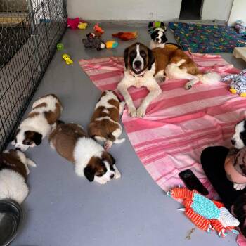 CT Delicata -  Saint Bernard Dog for Adoption in Stormville, New York - CT Delicata | PetCurious
