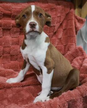 Cypress -  Pit Bull Terrier Dog for Adoption in Thief River Falls, Minnesota - Cypress | PetCurious