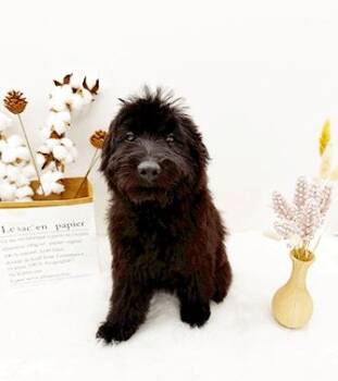 POOLA -  Poodle Dog for Adoption in Castro Valley, California - POOLA | PetCurious