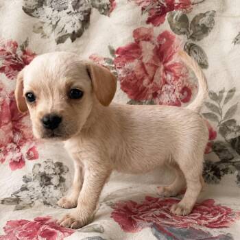 Lily -  Chihuahua Dog for Adoption in Tucson, Arizona - Lily | PetCurious