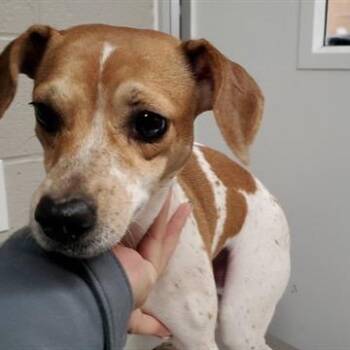 Jack Russell Terrier Dogs Available for Adoption - Aloe | PetCurious