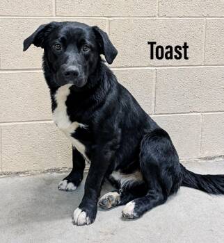 Flat Coated Retriever and Labrador Retriever Dogs Available for Adoption in Clearfield, Kentucky - Toast | PetCurious