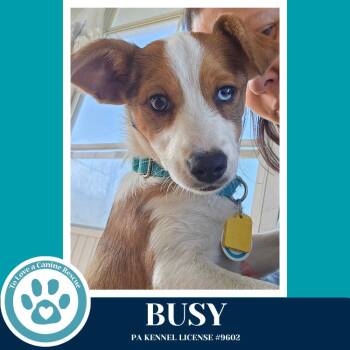Terrier Dogs Available for Adoption in Kimberton, Pennsylvania - Busy (Busy Bees) 041126 | PetCurious