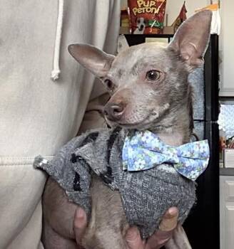 Sterling -  Chihuahua Dog for Adoption in Springfield, Illinois - Sterling | PetCurious