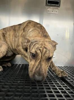 BLOSSOM -  Mixed Breed Dog for Adoption in Dallas, Texas - BLOSSOM | PetCurious