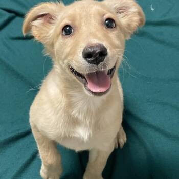 Banana Bread -  Golden Retriever Dog for Adoption in Lacon, Illinois - Banana Bread | PetCurious