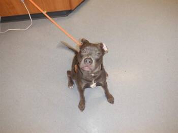 Pit Bull Terrier Dogs Available for Adoption in San Jose, California - A1406499 | PetCurious