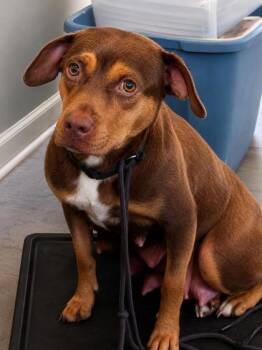 Primrose -  Terrier and Dachshund Dog for Adoption in West Memphis, Arkansas - Primrose | PetCurious