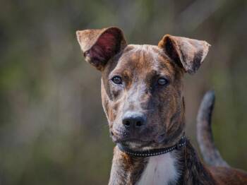 Mixed Breed Dogs Available for Adoption in Pointe-fortune, Quebec - Bob | PetCurious