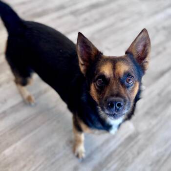 Lou -  Terrier and Mixed Breed Dog for Adoption in Green Bay, Wisconsin - Lou | PetCurious