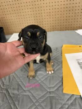 Mixed Breed Dogs Available for Adoption in Wyoming, Michigan - Josie | PetCurious