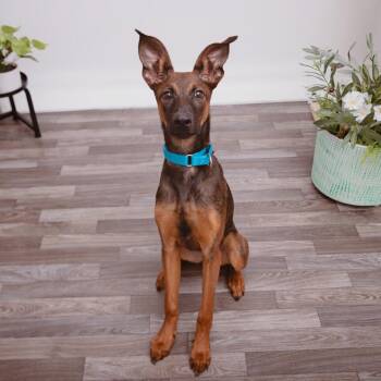Munchies -  Doberman Pinscher and Mixed Breed Dog for Adoption in Los Angeles, California - Munchies | PetCurious