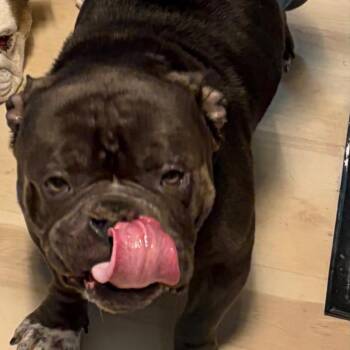 Jerome -  American Bully Dog for Adoption in Huber Heights, Ohio - Jerome | PetCurious