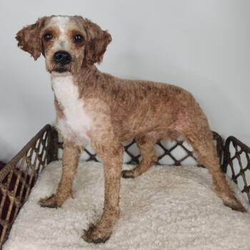 Caramel -  Miniature Poodle Dog for Adoption in Fort Wayne, Indiana - Caramel | PetCurious