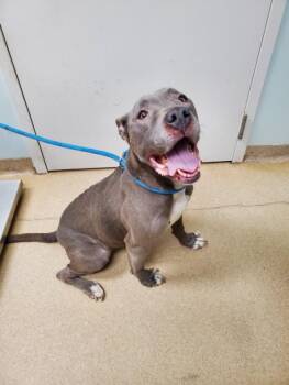 Pit Bull Terrier and Mixed Breed Dogs Available for Adoption - TASHA | PetCurious