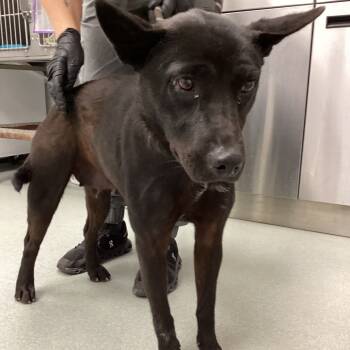 Rescue Shepherd Dogs for Adoption in Abilene, Texas - North | PetCurious