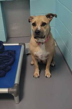 Rescue Pit Bull Terrier Dogs for Adoption in Portsmouth, Virginia - Cirkul Water Bottle | PetCurious