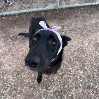 Moon -  Shepherd Dog for Adoption in Aurora, Colorado - Moon | PetCurious