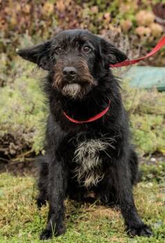 Rescue Goldendoodle and Australian Shepherd Dogs for Adoption in Chester Springs, Pennsylvania - Zachary | PetCurious