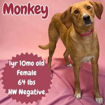 Monkey -  Labrador Retriever and Hound Dog for Adoption in Ringwood, New Jersey - Monkey | PetCurious