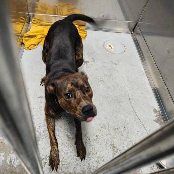 Rescue Mixed Breed Dogs for Adoption in Davenport, Iowa - What The Spoon | PetCurious