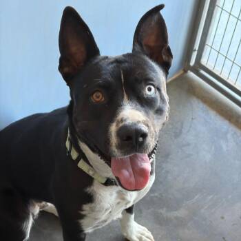 Bonnie -  Pit Bull Terrier Dog for Adoption in Show Low, Arizona - Bonnie | PetCurious