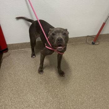 Laura -  Mixed Breed Dog for Adoption in League City, Texas - Laura | PetCurious