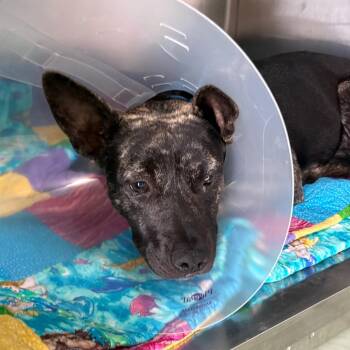 American Staffordshire Terrier Dogs Available for Adoption in Tampa, Florida - Jasmine | PetCurious