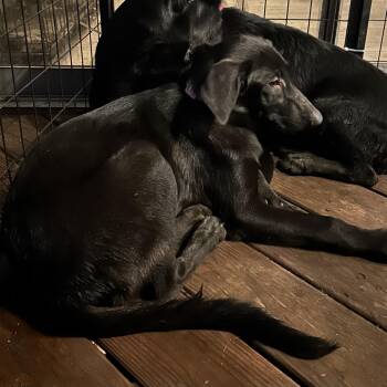 Bella -  Black Labrador Retriever and Mixed Breed Dog for Adoption in Buffalo, Minnesota - Bella | PetCurious