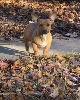 Rescue Chihuahua and Dachshund Dogs for Adoption in Ball Ground, Georgia - Binx | PetCurious
