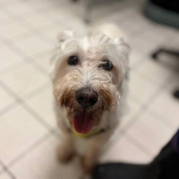 Buddy -  Mixed Breed Dog for Adoption in Charleston, West Virginia - Buddy | PetCurious
