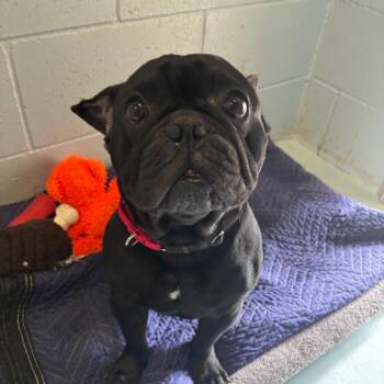 French Bulldog Dogs Available for Adoption - Blake | PetCurious
