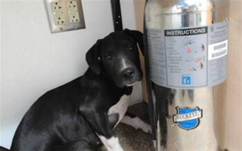 LANEY -  Pit Bull Terrier and Mixed Breed Dog for Adoption in Albuquerque, New Mexico - LANEY | PetCurious