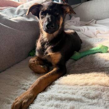Astrid -  German Shepherd Dog and Australian Shepherd Dog for Adoption in Hilton, New York - Astrid | PetCurious