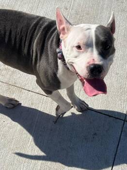 Mama Gertie -  Terrier Dog for Adoption in Lakeland, Florida - Mama Gertie | PetCurious