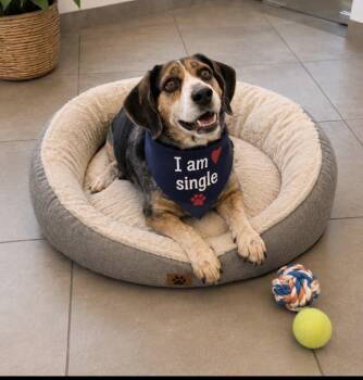 Odie -  Beagle Dog for Adoption in Euless, Texas - Odie | PetCurious